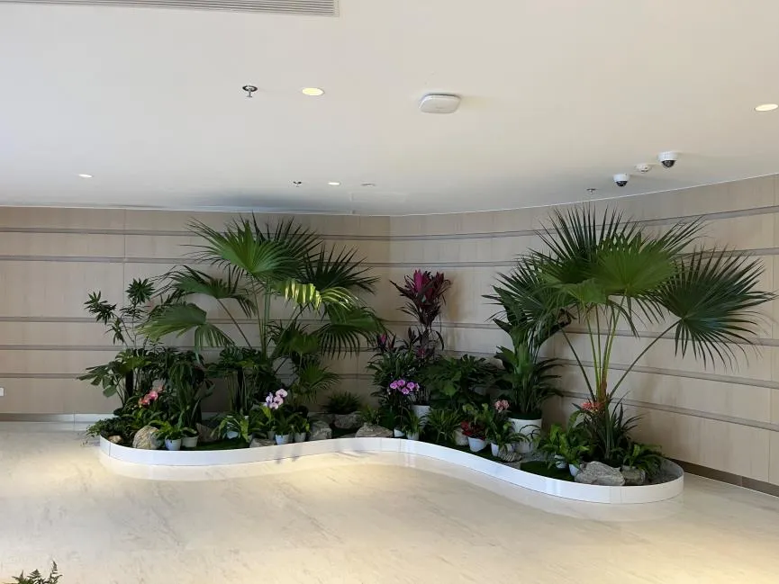 宁波前湾花木出租服务好